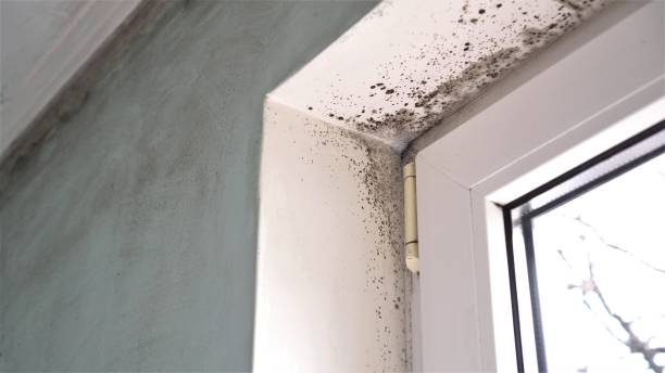 Best Commercial Mold Removal  in Walnut Creek, CA