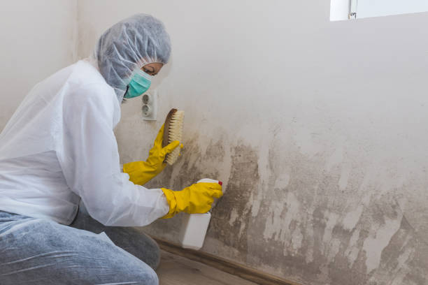 Home Mold Removal in Walnut Creek, CA