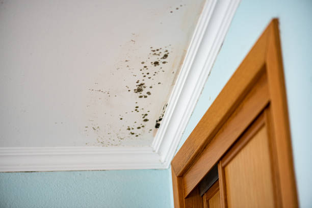 Best Affordable Mold Removal  in Walnut Creek, CA