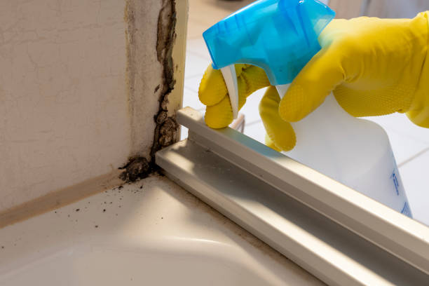 Trusted Walnut Creek, CA Mold Removal Experts
