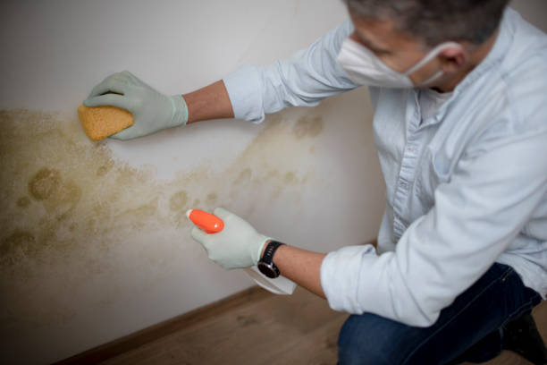 Best Mold Removal Company Near Me  in Walnut Creek, CA