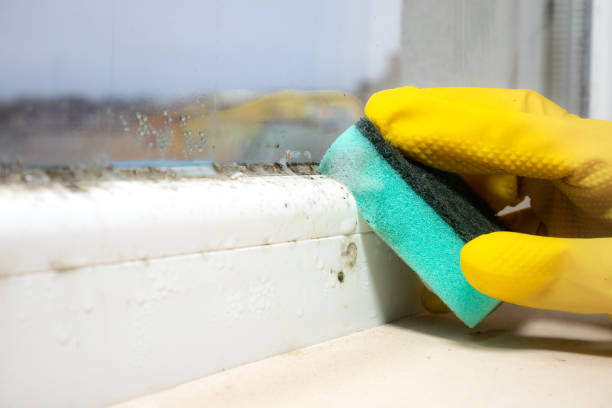 Best Local Mold Removal Service  in Walnut Creek, CA