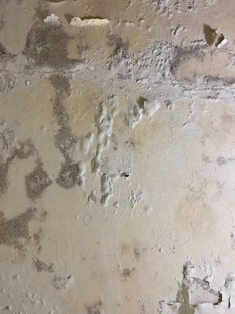 Best Mold Removal Near Me  in Walnut Creek, CA
