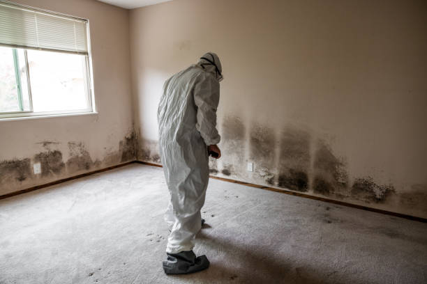 Best Local Mold Removal Service  in Walnut Creek, CA