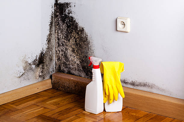 Best Professional Mold Removal  in Walnut Creek, CA