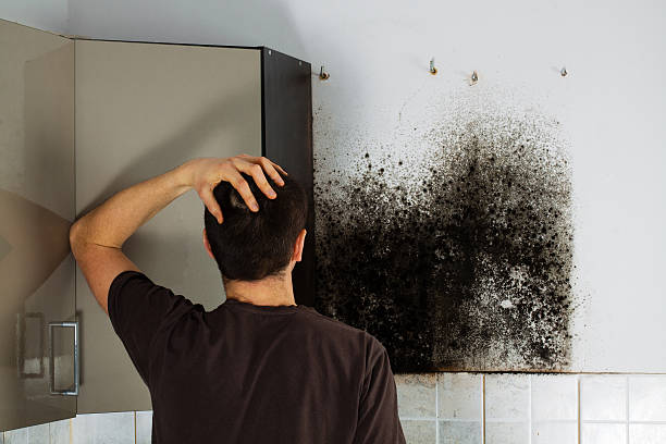 Best Mold Cleaning Services  in Walnut Creek, CA