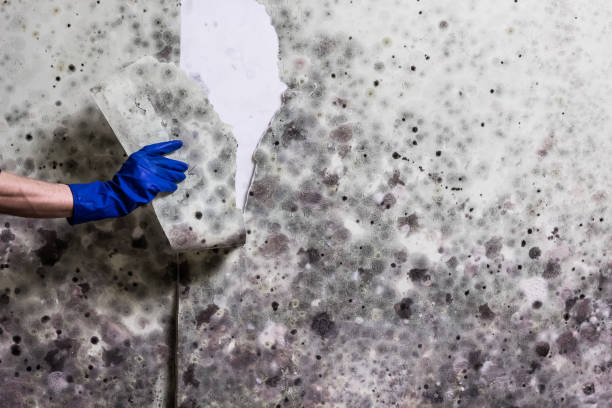 Best Professional Mold Removal  in Walnut Creek, CA
