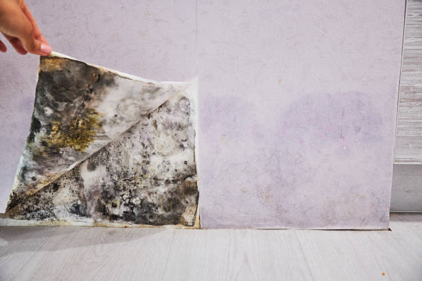 Best Fast Mold Removal  in Walnut Creek, CA